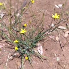 Tricoryne elatior (Yellow Rush Lily) at Majura, ACT - 24 Nov 2020 by LyndalT