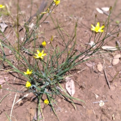 Tricoryne elatior (Yellow Rush Lily) at Majura, ACT - 23 Nov 2020 by LyndalT