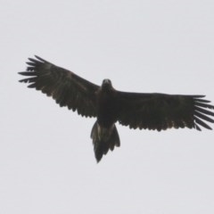 Aquila audax (Wedge-tailed Eagle) at Woodlands - 24 Nov 2020 by Snowflake