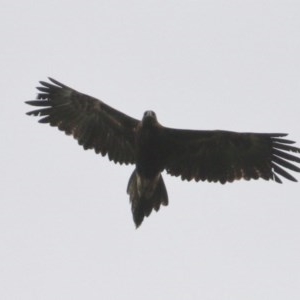 Aquila audax at Woodlands - 24 Nov 2020