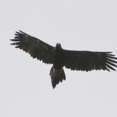 Aquila audax (Wedge-tailed Eagle) at Woodlands - 24 Nov 2020 by Snowflake