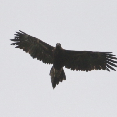 Aquila audax (Wedge-tailed Eagle) at Wingecarribee Local Government Area - 24 Nov 2020 by Snowflake