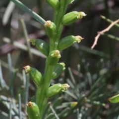 Microtis parviflora (Slender Onion Orchid) at Dryandra St Woodland - 23 Nov 2020 by ConBoekel