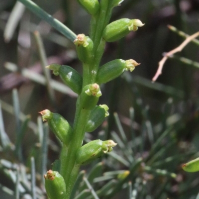Microtis parviflora (Slender Onion Orchid) at O'Connor, ACT - 23 Nov 2020 by ConBoekel