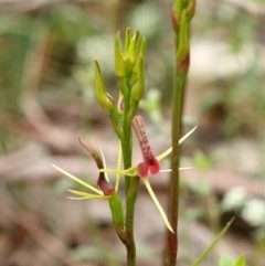 Cryptostylis leptochila (Small Tongue Orchid) at Woodlands, NSW - 24 Nov 2020 by Snowflake