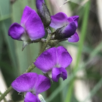 Glycine clandestina (Twining Glycine) at Bruce, ACT - 23 Nov 2020 by MattFox