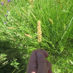 Carex appressa (Tall Sedge) at O'Malley, ACT - 14 Nov 2020 by Tapirlord