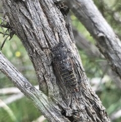 Atrapsalta furcilla (Southern Mountain Squeaker) at Bruce Ridge to Gossan Hill - 23 Nov 2020 by MattFox