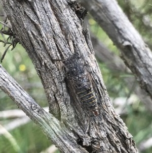 Atrapsalta furcilla at Bruce, ACT - 24 Nov 2020