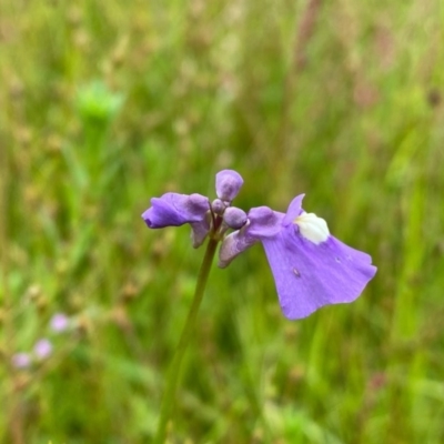 Utricularia dichotoma (Fairy Aprons, Purple Bladderwort) at Farrer Ridge - 24 Nov 2020 by Shazw