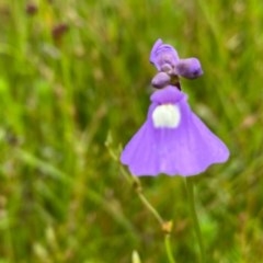 Utricularia dichotoma at Tuggeranong DC, ACT - 24 Nov 2020 10:54 PM