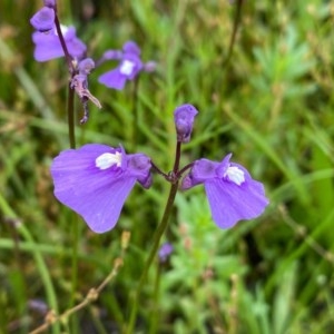 Utricularia dichotoma at Tuggeranong DC, ACT - 24 Nov 2020