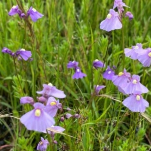 Utricularia dichotoma at Tuggeranong DC, ACT - 24 Nov 2020 10:54 PM