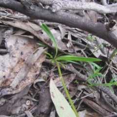 Stylidium armeria subsp. armeria (thrift trigger plant) at Wee Jasper, NSW - 21 Nov 2020 by Tapirlord