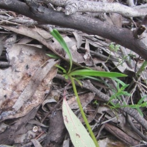 Stylidium armeria subsp. armeria at Wee Jasper, NSW - suppressed