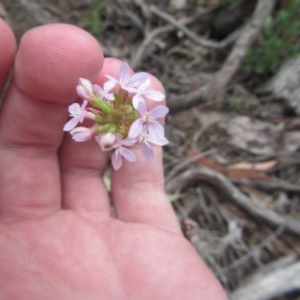 Stylidium armeria subsp. armeria at Wee Jasper, NSW - suppressed