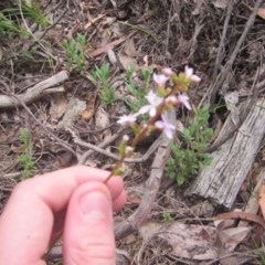 Stylidium armeria subsp. armeria at Wee Jasper, NSW - suppressed