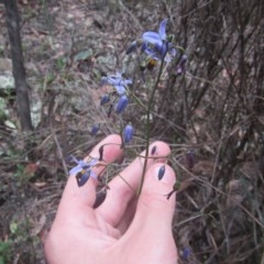 Dianella revoluta var. revoluta (Black-Anther Flax Lily) at Wee Jasper, NSW - 21 Nov 2020 by Tapirlord