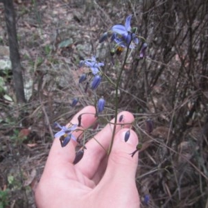 Dianella revoluta var. revoluta at Wee Jasper, NSW - suppressed