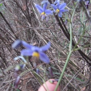 Dianella revoluta var. revoluta at Wee Jasper, NSW - suppressed