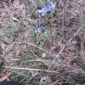 Dianella revoluta var. revoluta at Wee Jasper, NSW - suppressed