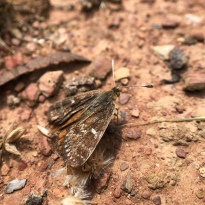 Synemon plana (Golden Sun Moth) at Forde, ACT - 24 Nov 2020 by JasonC