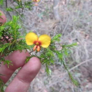 Dillwynia phylicoides at Wee Jasper, NSW - suppressed