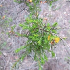 Dillwynia phylicoides at Wee Jasper, NSW - 21 Nov 2020