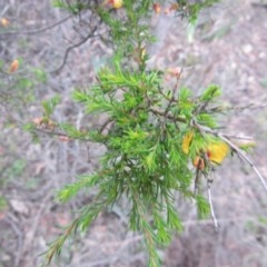 Dillwynia sp. at Wee Jasper, NSW - 21 Nov 2020