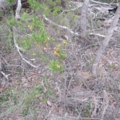 Dillwynia phylicoides at Wee Jasper, NSW - suppressed