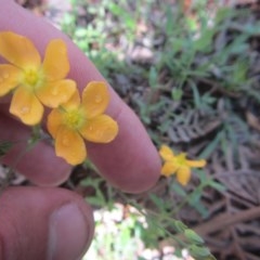 Hypericum gramineum (Small St Johns Wort) at Wee Jasper, NSW - 21 Nov 2020 by Tapirlord