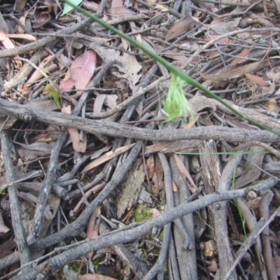 Inconclusive sighting (Inconclusive sighting) at Wee Jasper, NSW - 21 Nov 2020 by Tapirlord