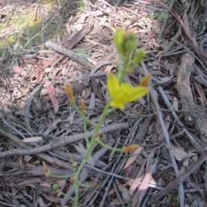 Bulbine sp. at Wee Jasper, NSW - suppressed