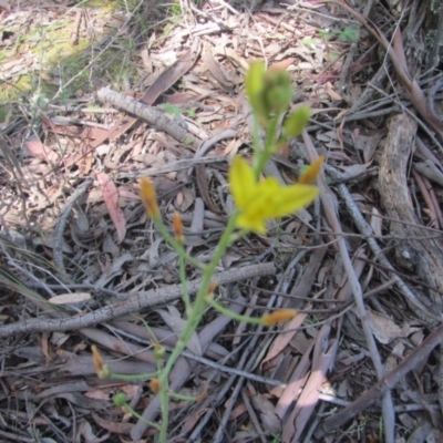 Bulbine sp. at Wee Jasper, NSW - 21 Nov 2020 by Tapirlord