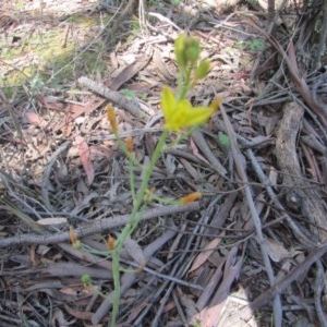 Bulbine sp. at Wee Jasper, NSW - suppressed