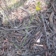 Bulbine sp. at Wee Jasper, NSW - suppressed