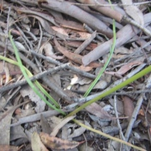 Bulbine sp. at Wee Jasper, NSW - suppressed