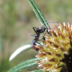 Iridomyrmex purpureus (Meat Ant) at Tuggeranong Hill - 2 Nov 2020 by michaelb