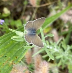 Zizina otis (Common Grass-Blue) at Wanniassa, ACT - 24 Nov 2020 by Shazw