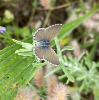 Zizina otis (Common Grass-Blue) at Wanniassa, ACT - 24 Nov 2020 by Shazw