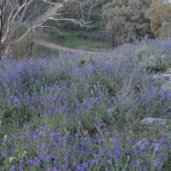 Echium sp. (Paterson's Curse or Viper's Bugloss) at Tuggeranong Hill - 19 Oct 2020 by michaelb