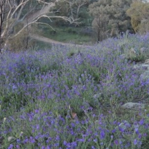 Echium sp. at Theodore, ACT - 20 Oct 2020