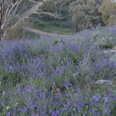 Echium sp. (Paterson's Curse or Viper's Bugloss) at Theodore, ACT - 19 Oct 2020 by michaelb