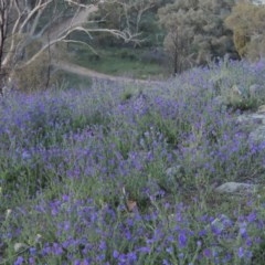 Echium sp. (Paterson's Curse or Viper's Bugloss) at Theodore, ACT - 19 Oct 2020 by michaelb