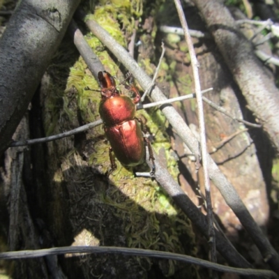 Lamprima aurata (Golden stag beetle) at Wee Jasper, NSW - 21 Nov 2020 by Tapirlord