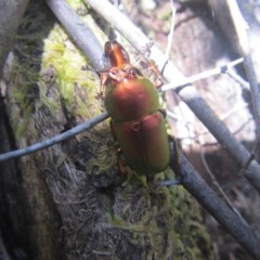 Lamprima aurata at Wee Jasper, NSW - 21 Nov 2020