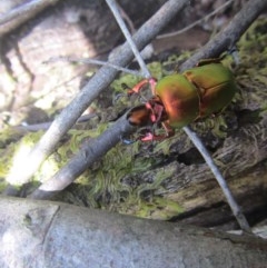 Lamprima aurata at Wee Jasper, NSW - 21 Nov 2020