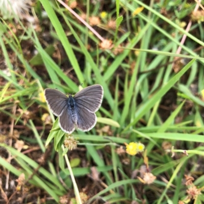 Zizina otis (Common Grass-Blue) at Forde, ACT - 24 Nov 2020 by JasonC