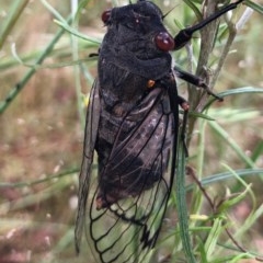 Psaltoda moerens (Redeye cicada) at Wallaroo, NSW - 25 Nov 2020 by JasonC