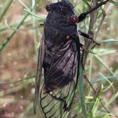 Psaltoda moerens (Redeye cicada) at Ginninderra Falls - 24 Nov 2020 by JasonC